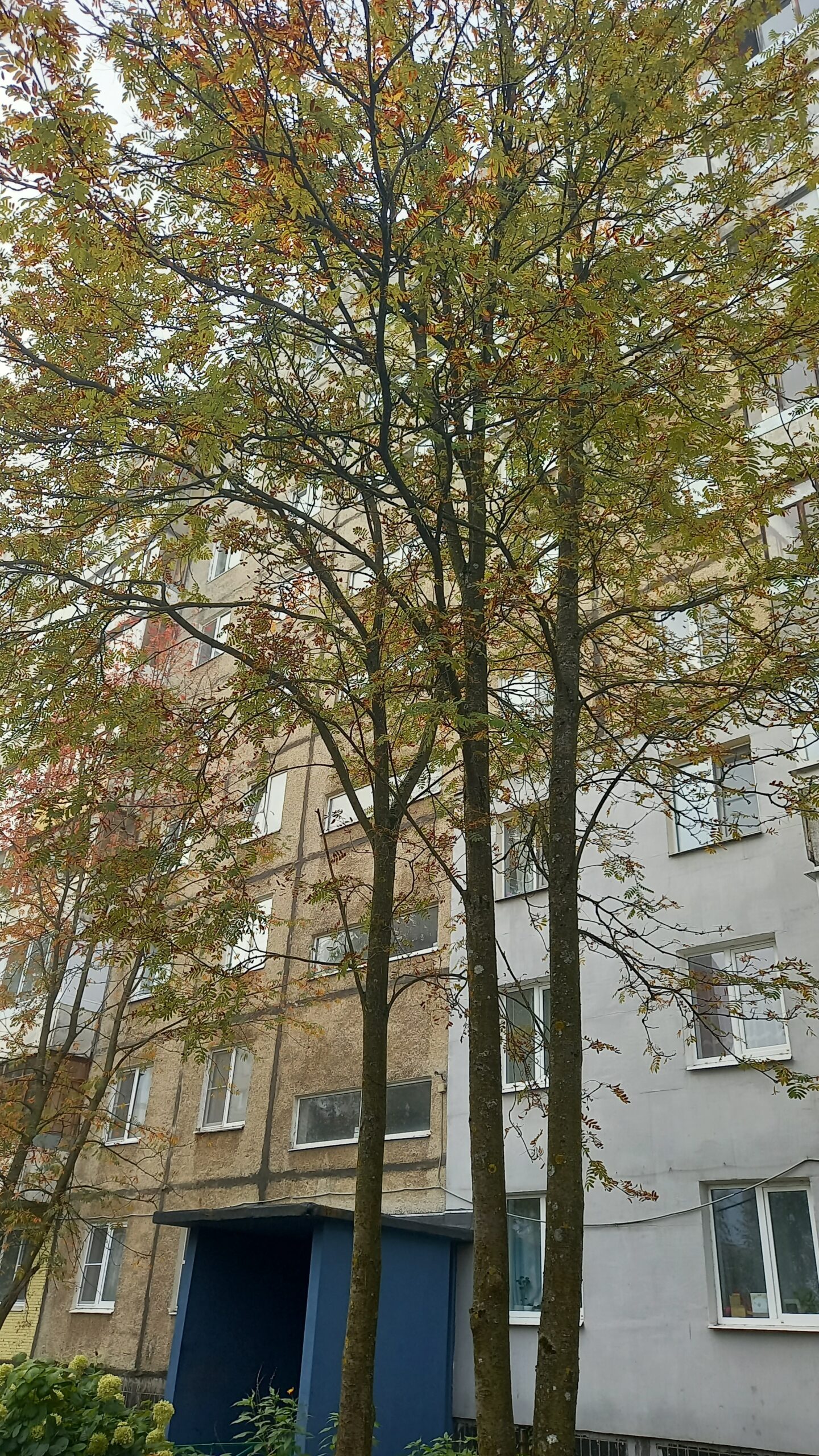 Деревья с осенней листвой перед фасадом многоквартирного дома
