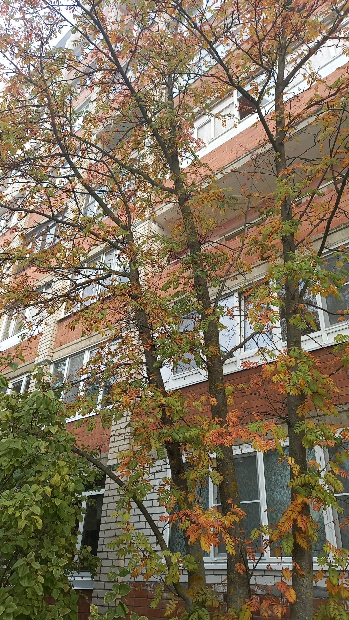 Осеннее дерево с желто-зелёной листвой у фасада многоквартирного дома