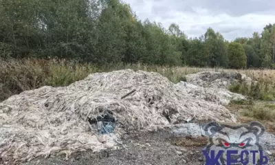 Кучи потрохов на открытой площадке у леса в Ярославской области
