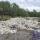 Кучи потрохов на открытой площадке у леса в Ярославской области