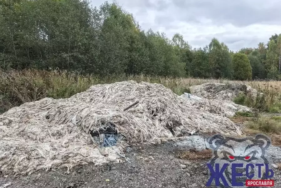 Кучи потрохов на открытой площадке у леса в Ярославской области