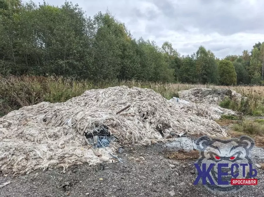 Кучи потрохов на открытой площадке у леса в Ярославской области