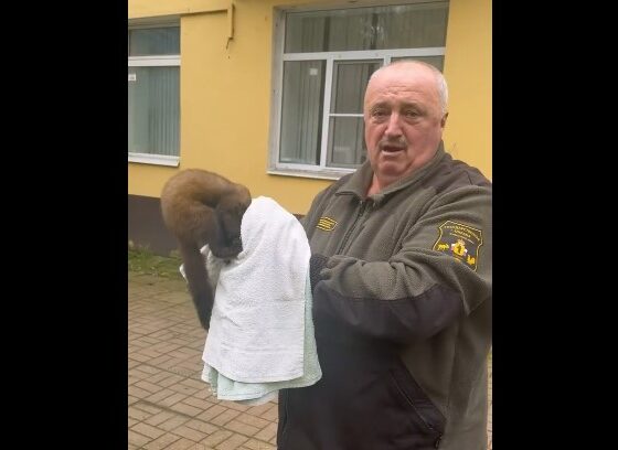 Мужчина держит куницу, укутанную в полотенце, у здания