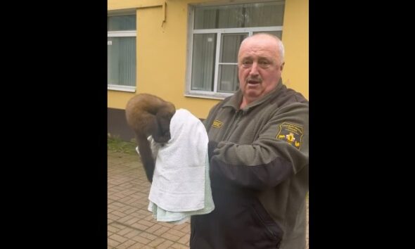 Мужчина держит куницу, укутанную в полотенце, у здания
