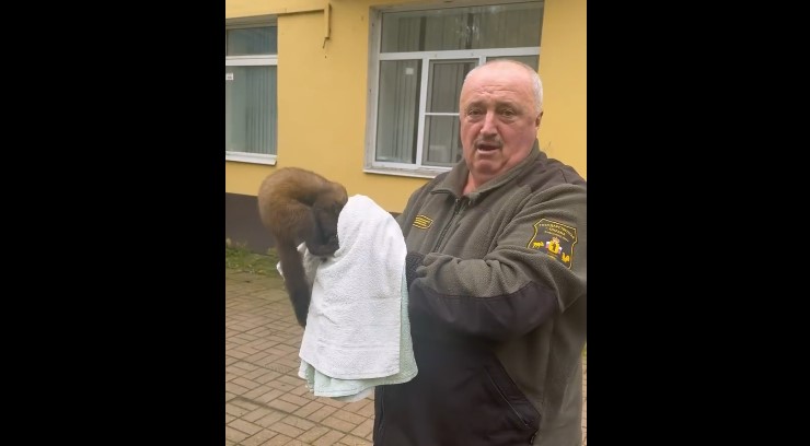 Мужчина держит куницу, укутанную в полотенце, у здания