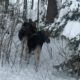 Лось стоит среди заснеженных деревьев в зимнем лесу