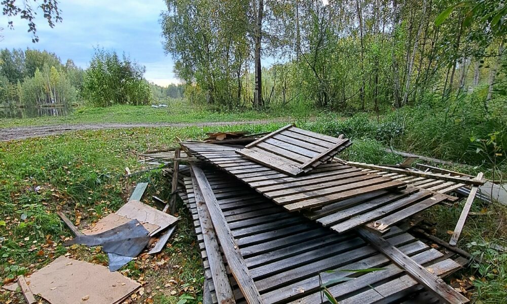 Куча сломанных деревянных поддонов в березовой роще у Ляпинских карьеров