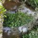 Мутная сточная вода течёт по заросшему травой каналу