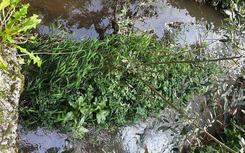 Мутная сточная вода течёт по заросшему травой каналу