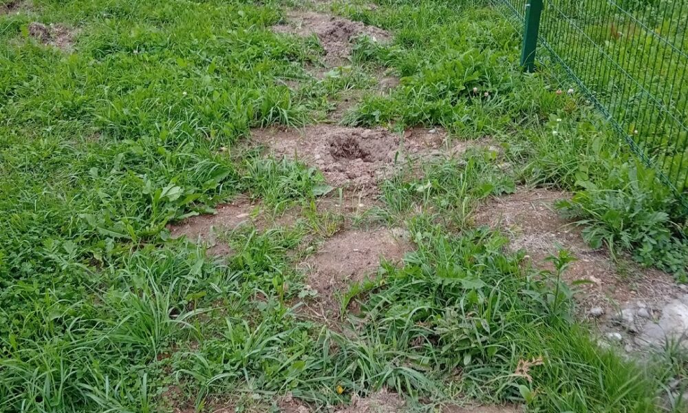 Ямы на газоне вдоль зеленого ограждения на месте высаженных туй