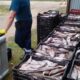 Сотрудник осматривает ящики с изъятой рыбой у грузового контейнера