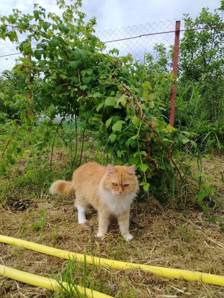 Рыжая кошка с белой грудкой стоит в саду среди зелёных кустов