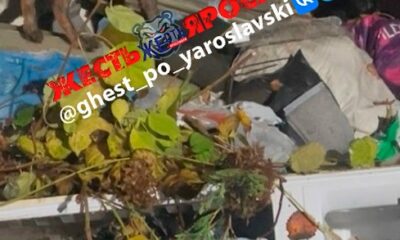 Лиса среди мусорных пакетов на городской помойке ночью