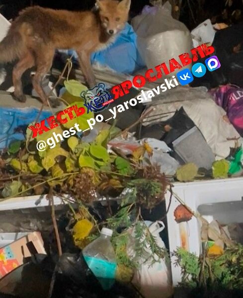 Лиса среди мусорных пакетов на городской помойке ночью