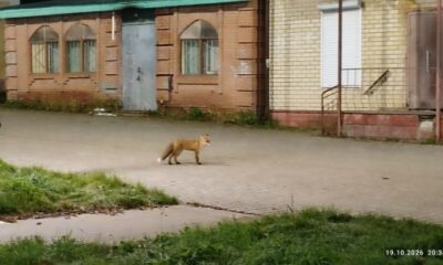 Лиса идет по улице рядом с жилыми домами в городе