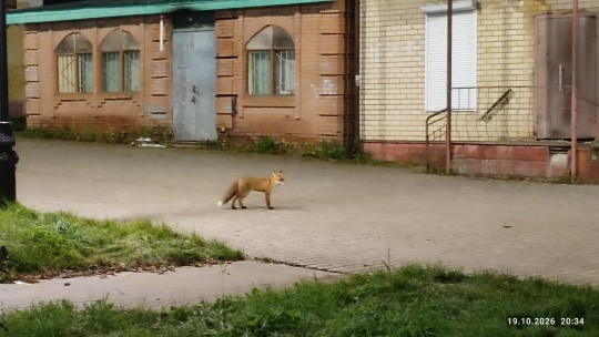 Лиса идет по улице рядом с жилыми домами в городе