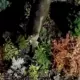 Лось среди кустов в темное время суток