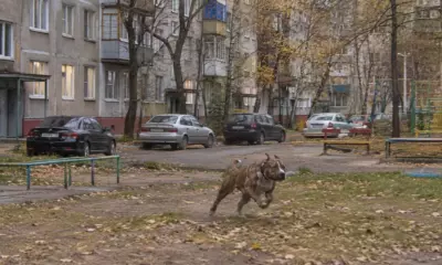 Питбуль бежит по двору жилого дома среди припаркованных машин