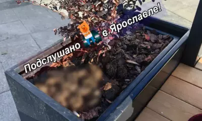 Лошадиный навоз в уличной клумбе с кустарником в центре Ярославля