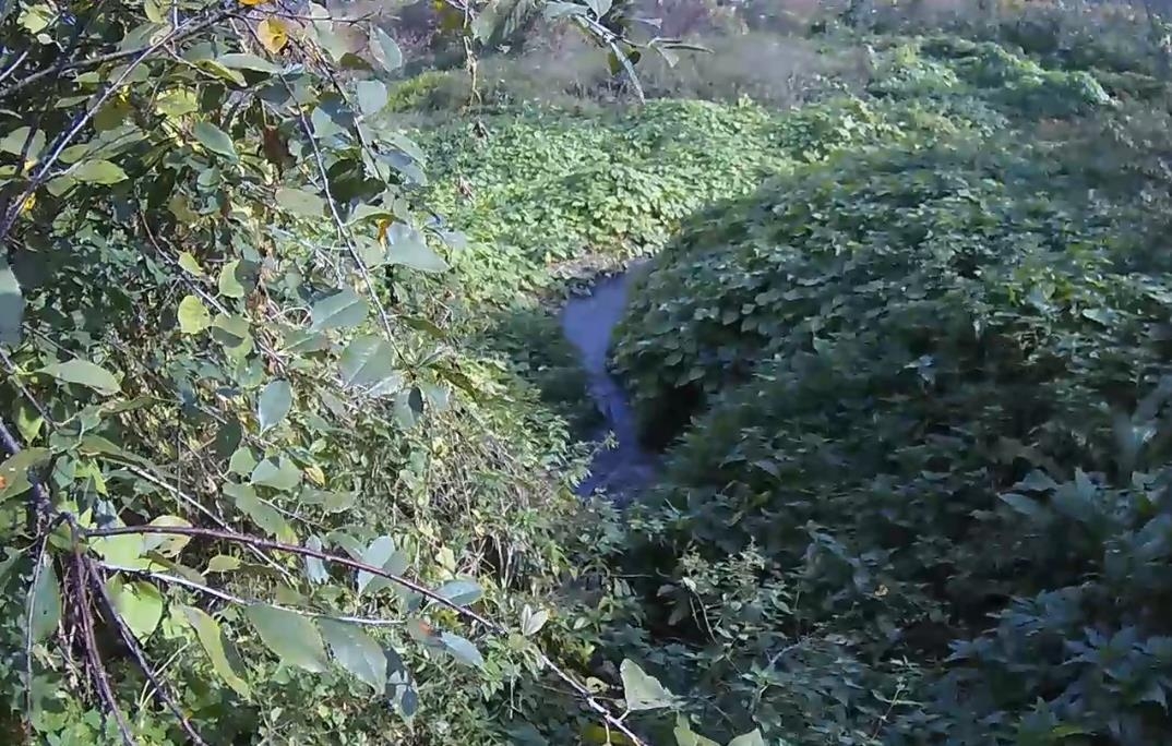 Ручей с темной водой среди густой растительности в Ярославской области