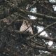 Сова сидит среди ветвей хвойного дерева
