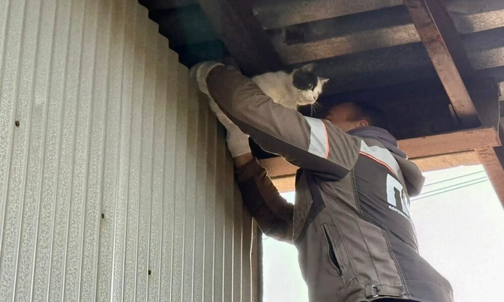Рабочий спасает кота из-под крыши во время благоустройства двора в Ярославле