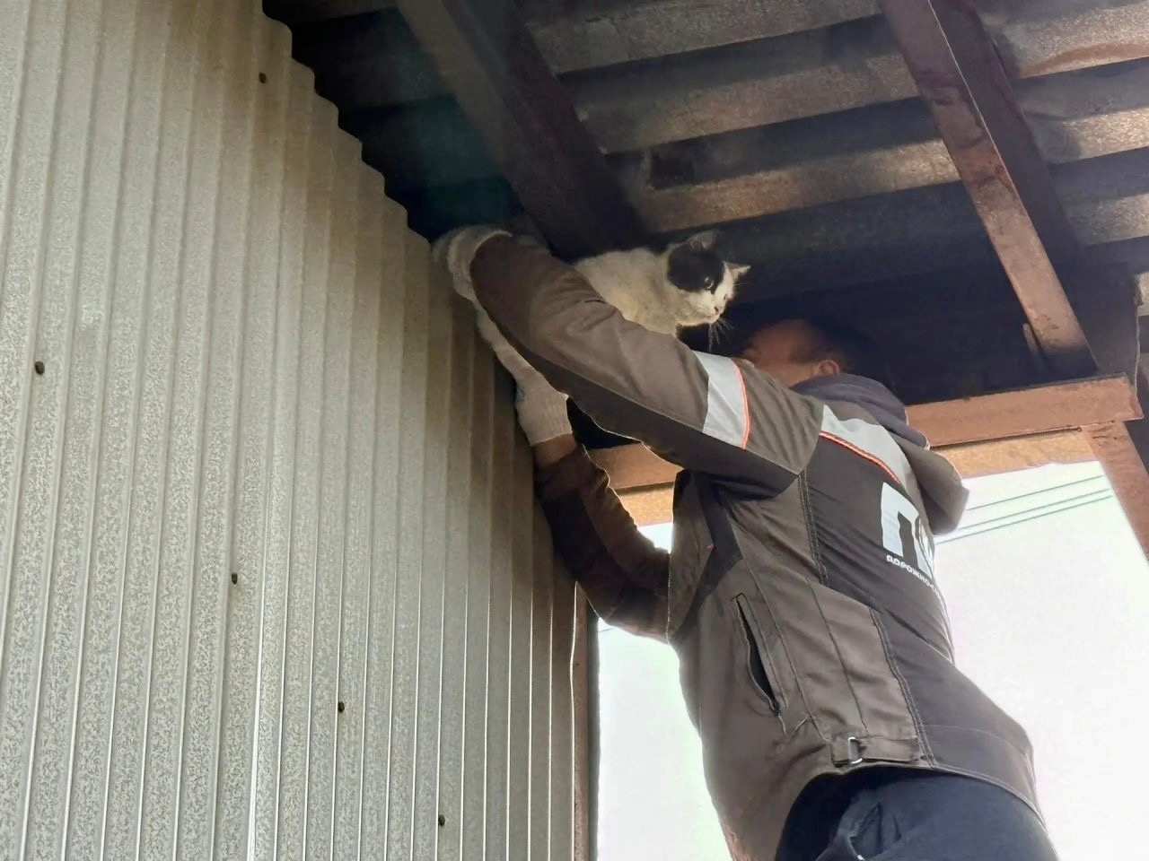 Рабочий спасает кота из-под крыши во время благоустройства двора в Ярославле