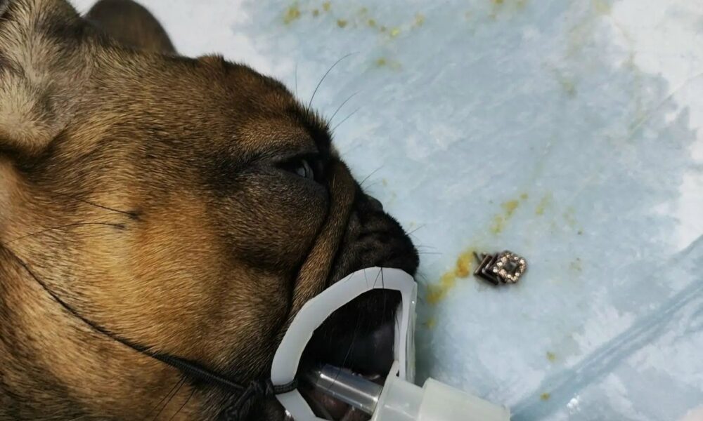 Бульдог под наркозом во время ветеринарной процедуры, рядом извлечённое украшение