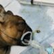 Бульдог под наркозом во время ветеринарной процедуры, рядом извлечённое украшение