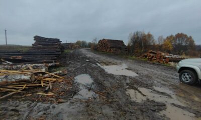 Разбитая лесная дорога с лужами между штабелями бревен