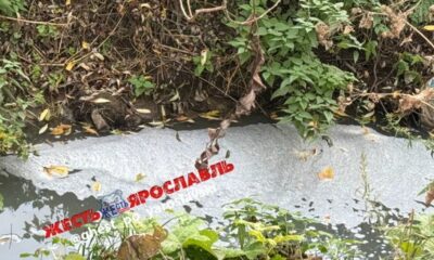 Пенный слой на поверхности воды у заросшего берега Толгоболки в Ярославле