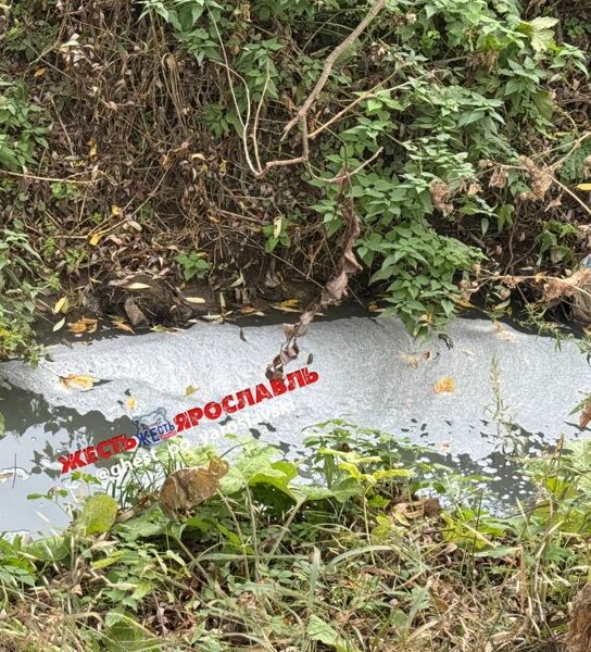 Пенный слой на поверхности воды у заросшего берега Толгоболки в Ярославле