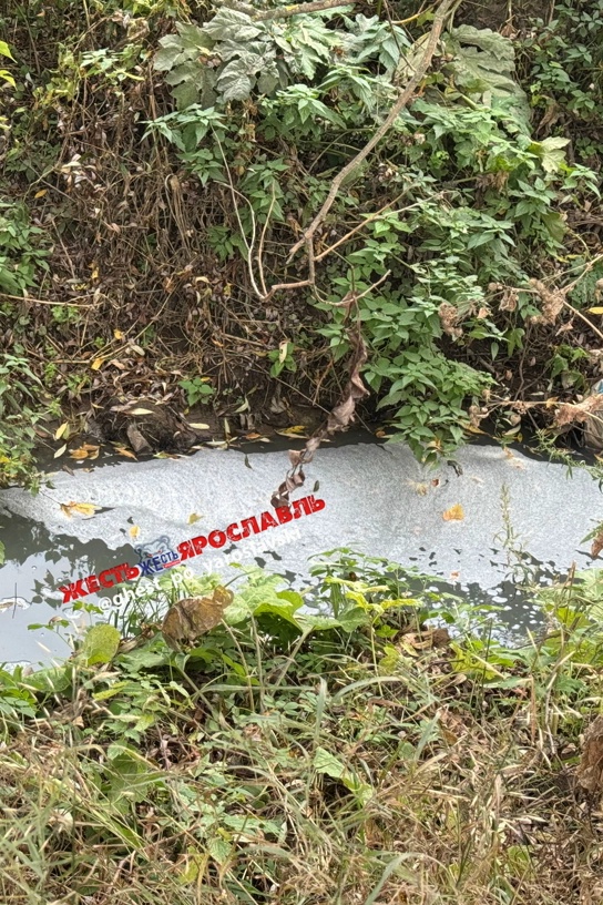 Пенный слой на поверхности воды у заросшего берега Толгоболки в Ярославле