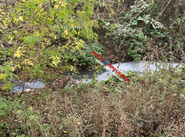 Пенная вода в ручье среди густой растительности в Толгоболке