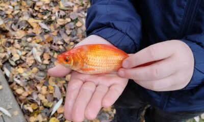 Золотая рыбка в руках человека на фоне осенней листвы